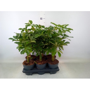 Schefflera arbor.   ...