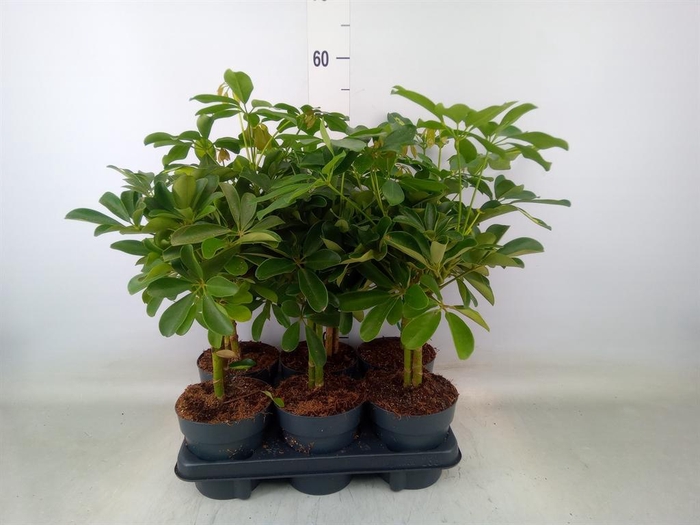 <h4>Schefflera arbor.   ...</h4>