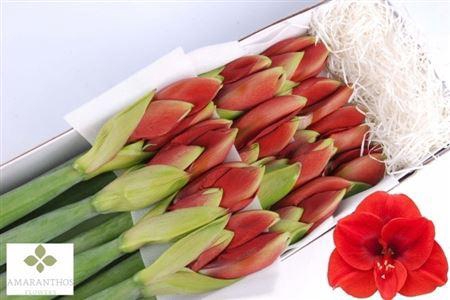 <h4>Hipp Ga Ferrari</h4>