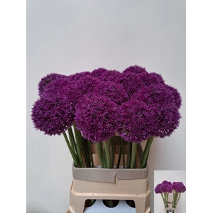 Allium Grootbloemig