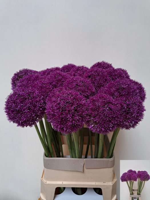 <h4>Allium Grootbloemig</h4>