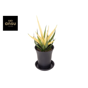 Sansevieria Comet Chrysanta Lemon in sierpot