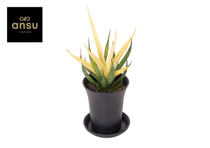 <h4>Sansevieria Comet Chrysanta Lemon in sierpot</h4>