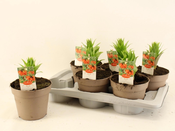 <h4>FRIT IMP AURORA</h4>