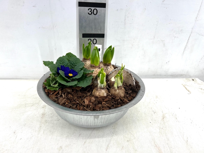 <h4>ARR PL IN SCHAAL</h4>