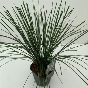 Graminées Deschampsia 'Goldtau'