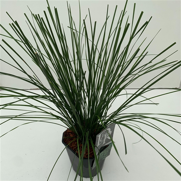 <h4>Graminées Deschampsia 'Goldtau'</h4>