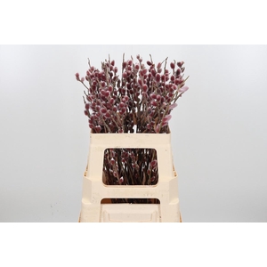 Salix G Pink Cushion