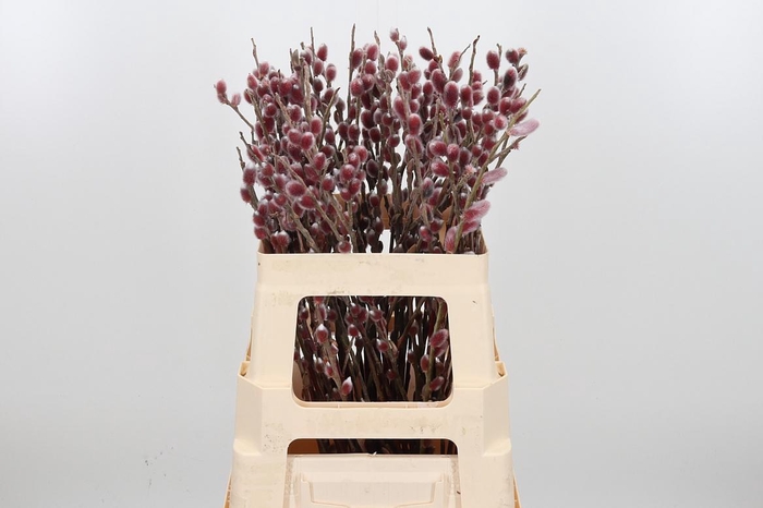 <h4>Salix G Pink Cushion</h4>