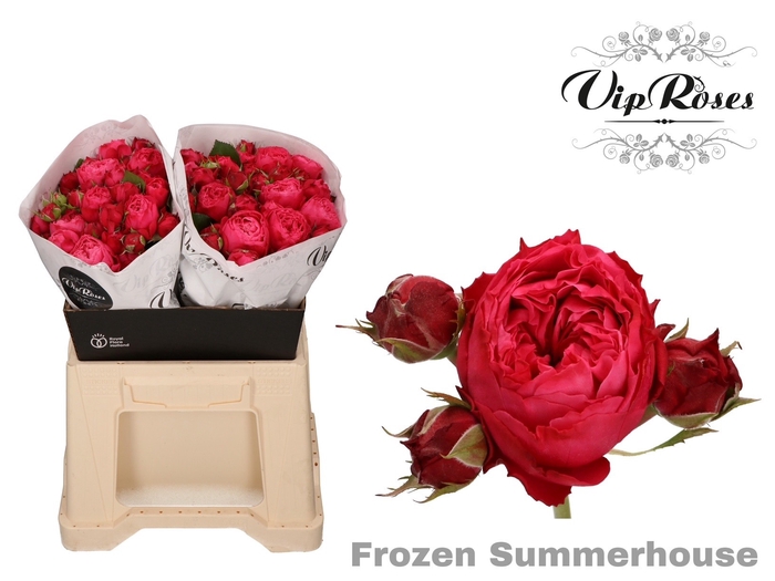 R TR FROZEN SUMMERH