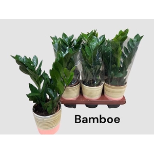 ZAMIO ZAMIIFOLIA