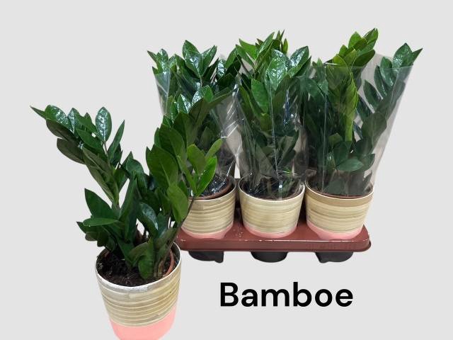 <h4>ZAMIO ZAMIIFOLIA</h4>