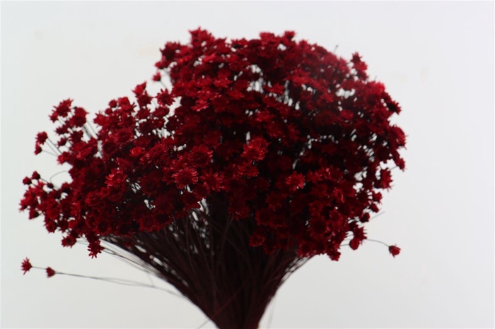 <h4>Dried Glixia Red Bunch</h4>