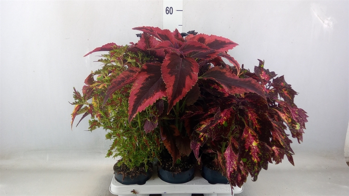 <h4>Plectranthus col.   ...mix</h4>