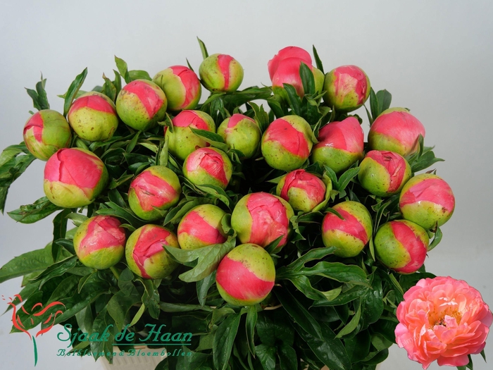 <h4>PAEO CORAL SUNSET</h4>