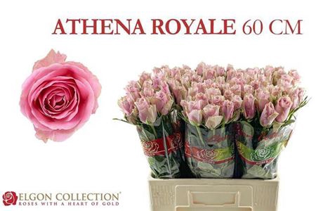 <h4>Rosa a grande fleur Athena Royale</h4>