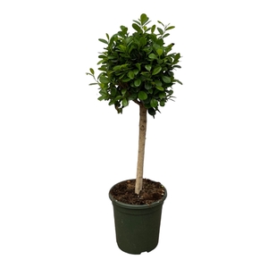 Ficus Microcarpa 'Moclame'