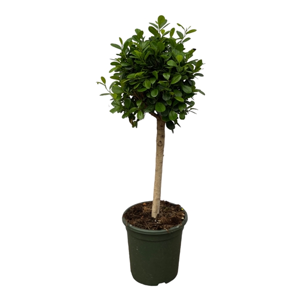 <h4>Ficus Microcarpa 'Moclame'</h4>