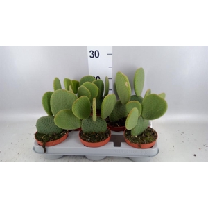 Opuntia