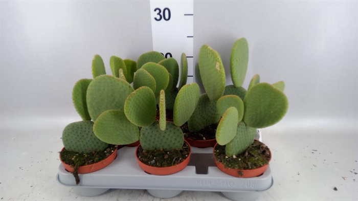 <h4>Opuntia</h4>