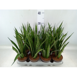 Sansevieria zeylanica 'Greenline'