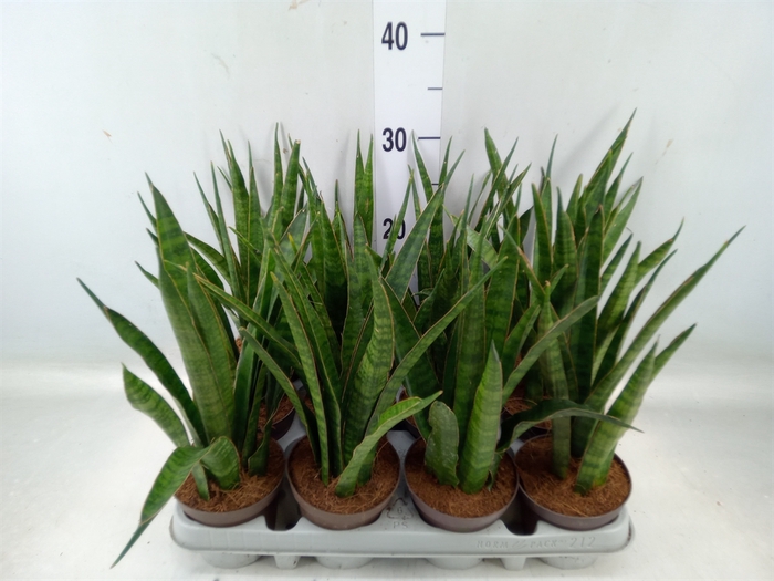 <h4>Sansevieria zeylanica 'Greenline'</h4>