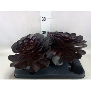 xSemponium 'Destiny'