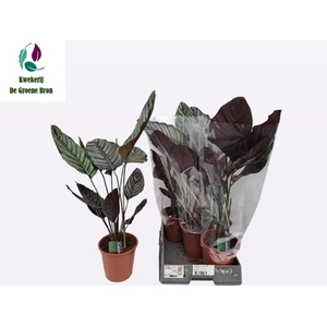 CALAT SANDERIANA