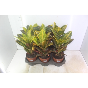 CROTON HIBRIDO PETRA P17