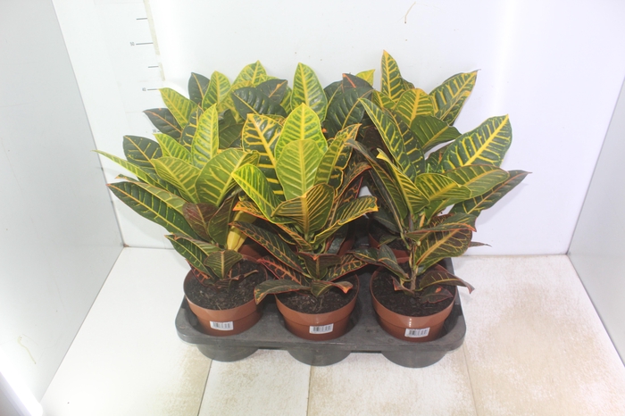 <h4>CROTON HIBRIDO PETRA P17</h4>