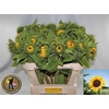 Helianthus Sunrich Orang