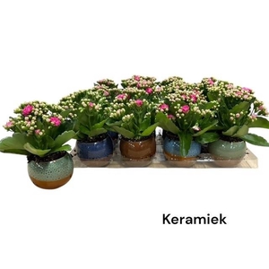 ARR KALANCHOE