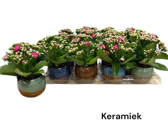 <h4>ARR KALANCHOE</h4>