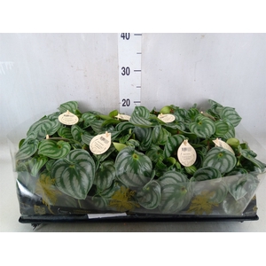 Peperomia