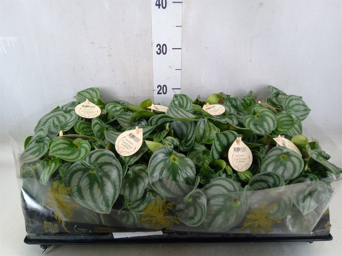 <h4>Peperomia</h4>