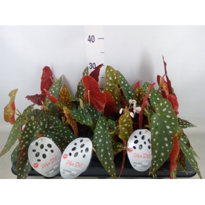 Begonia maculata