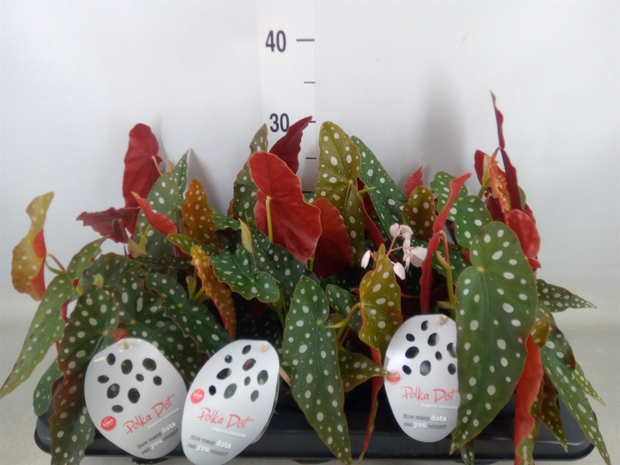 <h4>Begonia maculata</h4>