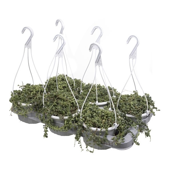 <h4>SENECIO ROWLEYANUS - BASKET Ø 14 IN TRAY 6 PCS</h4>