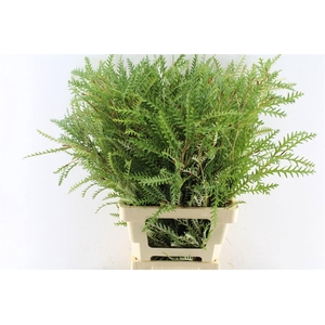 GREVI IVANHOE BRONZE