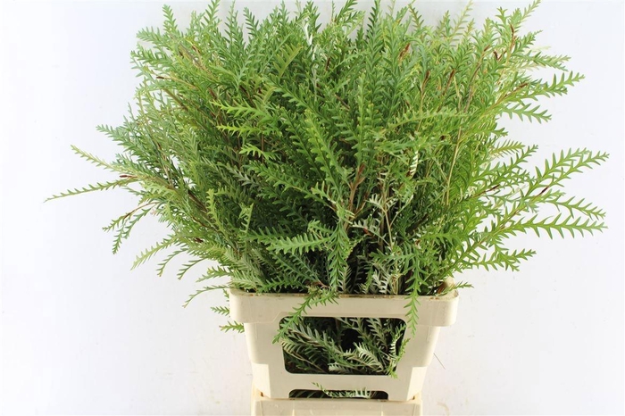 <h4>GREVI IVANHOE BRONZE</h4>