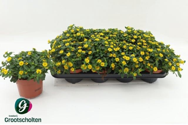 <h4>SANV YELLOW BEAUTY</h4>