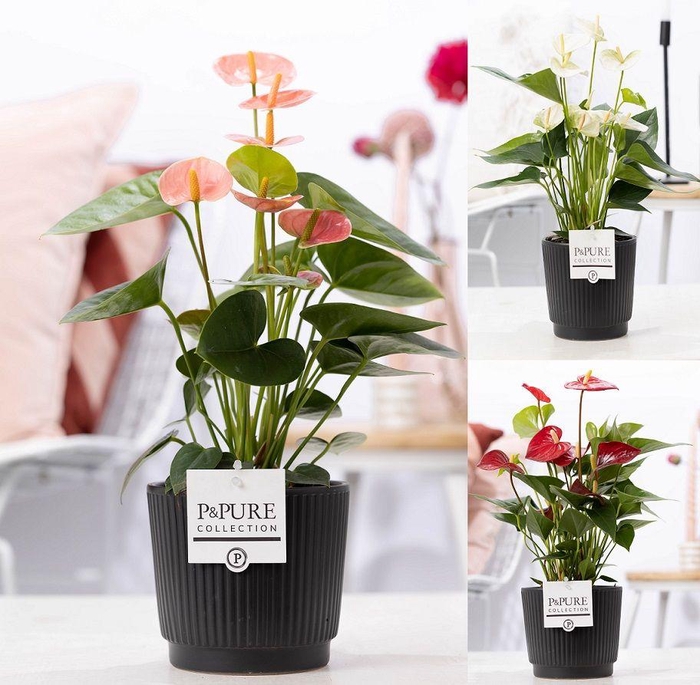 <h4>Anthurium mix in P&PURE Liv ceramics matt black</h4>