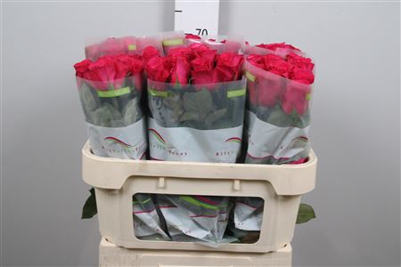 <h4>R Gr Oblica</h4>