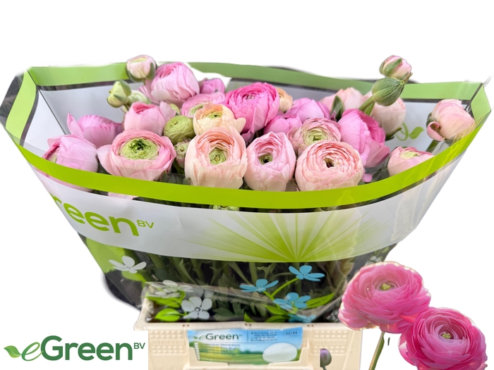 <h4>RAN JULIETTE</h4>