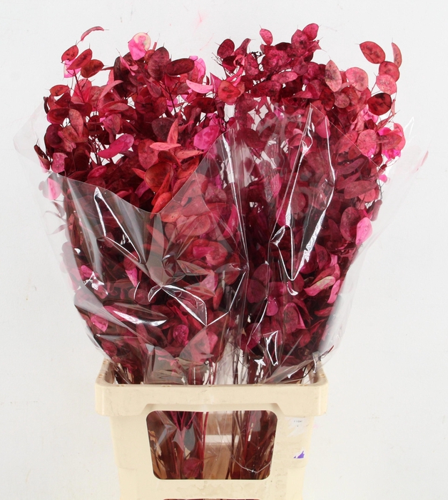 <h4>DROOGBL BEWERKT H%</h4>