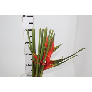 HELICONIA STRICTA TAGAM