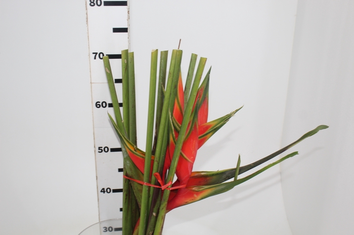 HELICONIA STRICTA TAGAM