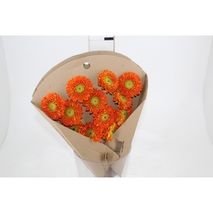 GERBERA BOLERO < 050 CM < 10 CM DIAM VARIADO