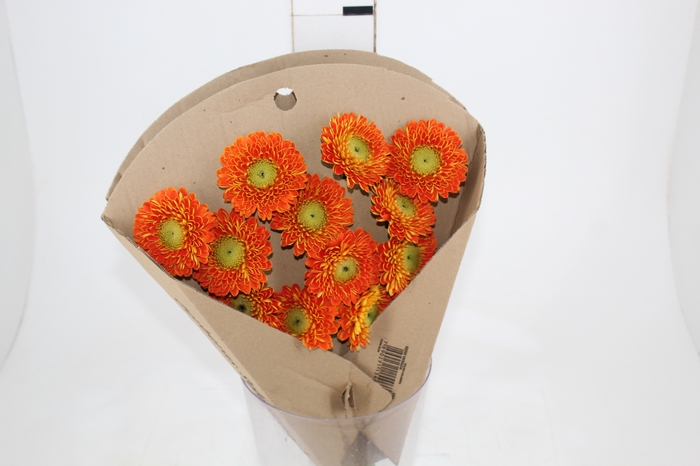 <h4>GERBERA BOLERO < 050 CM < 10 CM DIAM VARIADO</h4>