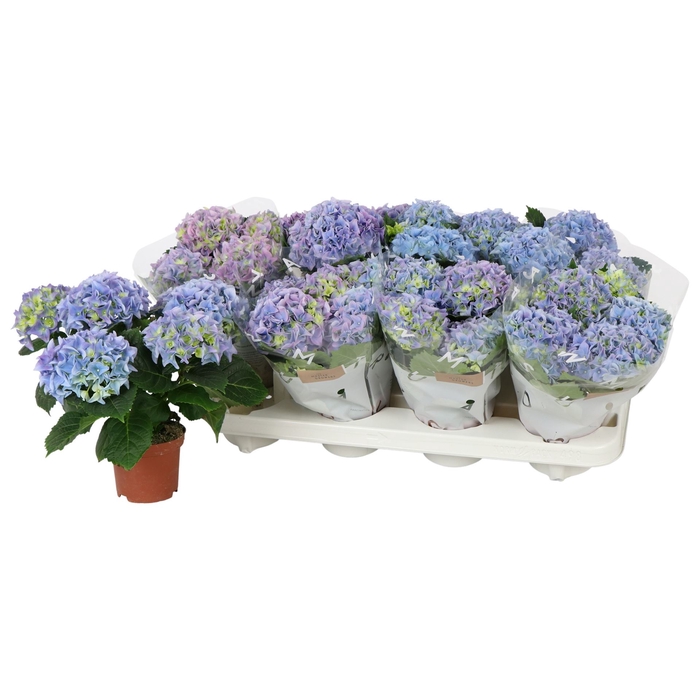 <h4>Hydrangea mac. 'Fabolo'</h4>